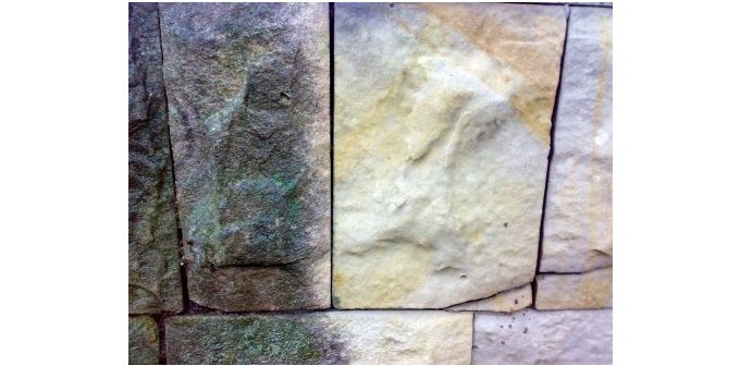 Czyszczenie wykwitów z zieleni